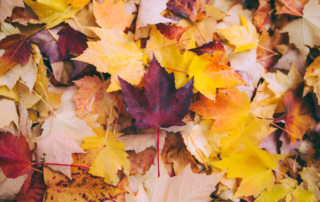 Fall-Season-Leaves